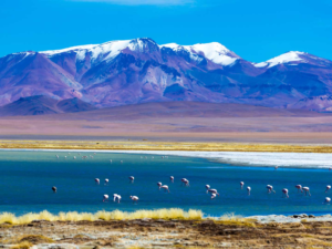 o que fazer no chile? paisagem de flamingons se refrescando em um lago no deserto do Atacama, com a cordilheira dos andes no fundo