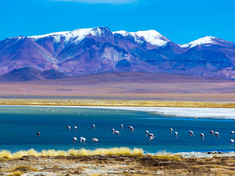 o que fazer no chile? paisagem de flamingons se refrescando em um lago no deserto do Atacama, com a cordilheira dos andes no fundo